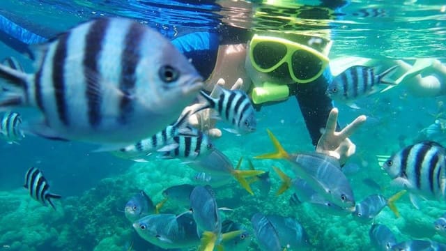 sharp-island-snorkeling-experience-round-trip-ferry-snorkeling-equipment-rental-hong-kong-snorkelling-recommendation_1